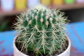 仙人球怎么养？做好一步，状态美，越长越胖，越来越爱开花图片