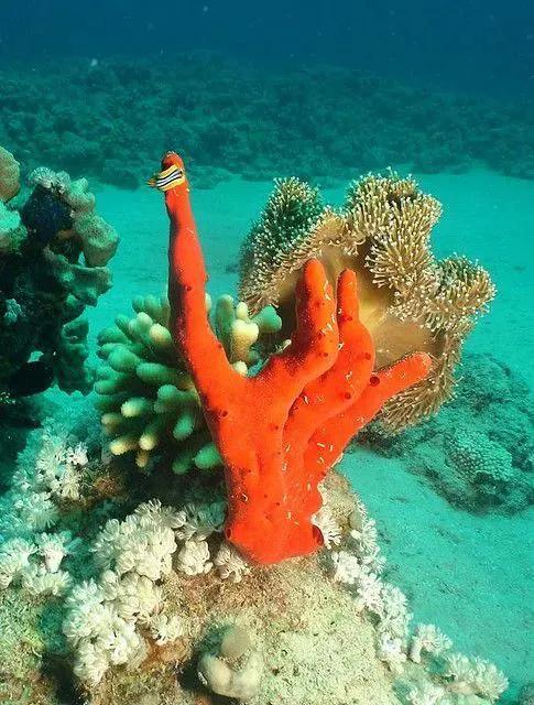 海底神奇生物(图)