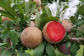 原产我国的特有水果，帮了美国一个大忙，杏李为什么不“姓美”？图片