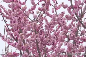 微游河北（40）|石家庄滹沱河畔山桃竟放 花海连绵图片