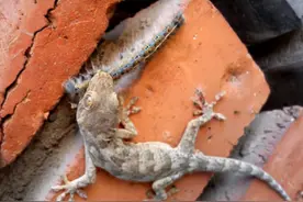 壁虎真的有毒吗？沾了壁虎的尿液会导致变聋？壁虎被人误解了图片