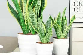 新手养虎皮兰，发现叶子发蔫的解决方法图片