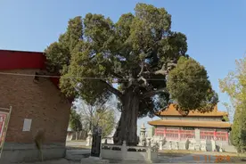 雄安容城：昔日杨六郎把马拴高台上的柏树上晾马，这村就叫晾马台图片