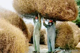 风滚草入侵美国120年，引火堵路横行霸道，为何到我国却没音了？图片