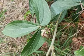 俗称牛大力，是老人常用的“腰痛草”，腰腿不痛，还得靠它图片