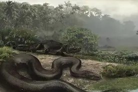 王牌飞行员奇遇：驾驶直升机在空中遭遇15米巨蟒，真相成谜图片