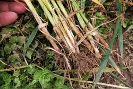 这三款好农药，价格便宜效果好，却快被人们遗忘啦图片