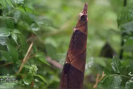雨后春笋龙抬头，天府之源都江堰图片