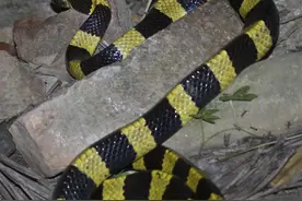 中国最毒的十种蛇，你知道哪种？图片