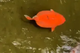 趵突泉锦鲤胖成「猪」鲤，网友：游泳和减肥看来没啥关系图片