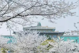 武大校园现浪漫“樱花雨”江城已有20多个成规模赏樱片区图片