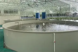 名声大振！堪称下一个水产养殖业革命，一定是陆基推水养殖模式图片
