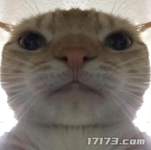 太癫了！千万玩家集体「指猫为鼠」，还成了腾讯王牌游戏的新宠儿