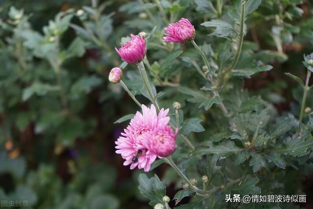 散文：爱是相互的给予，多了成了爱情，少了成了思念