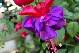 叶片卷叶由作物病害“说了算”，破解“看叶识病害”的秘密图片