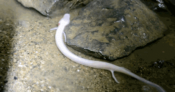 除12年一次的交配，其它时间都基本静止，它们是地球上最懒的生物