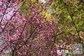 推门见花！十堰城区赏花好去处图片