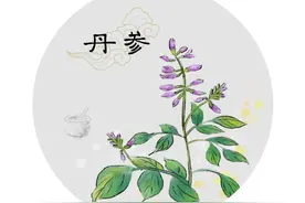 ​药食同源｜《神农本草经》“上品”系列—丹参图片