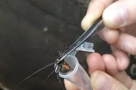 有剧毒！海关截获毒蜘蛛黑寡妇和4个卵囊 3个月可孵化上千只黑寡妇图片