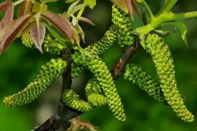 核桃花也能吃？晒干了60元1斤，炒腊肉是一绝，家有核桃树别错过图片