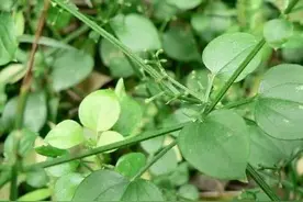 茜草，茜草，浑身是宝图片
