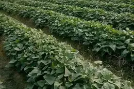 红薯栽种起垄的意义是什么？是大垄好还是小垄好？图片