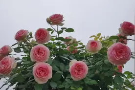 试机号码：2022330期福彩3D模拟试机号码来了，全2路组合组三号码图片