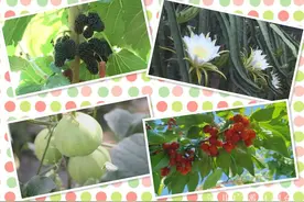 微视频集｜瓜果飘香采摘忙 特色产业奏响河北乡村振兴“丰收曲”图片