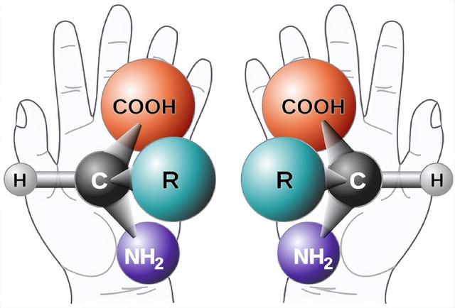 隼鸟2号带回来的样本中发现氨基酸，这意味着发现外星生命吗？