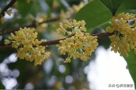 九月开的十种最美的花，你喜欢哪一朵？图片