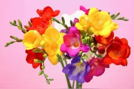 老丈人才60岁，就住到女婿家了，天天抽烟喝酒吃肉，女婿又不便说图片