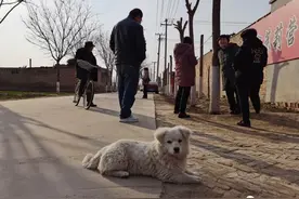 冠县印记·寻亲路上的一面锦旗图片