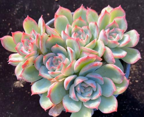 冰雪女王,属月影系多肉植物,冰莓和皱叶月影的杂交品种.