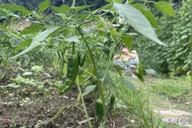 种植辣椒的注意了，辣椒开花之后，赶紧做好这三个工作图片