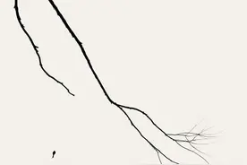 阴雨天如何拍摄出干净简洁的照片？图片