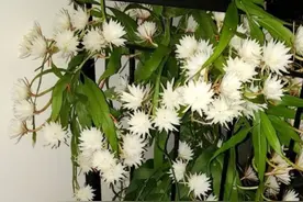 白天开花的昙花你见过吗？它就是小叶昙花，超级多花还很好养图片