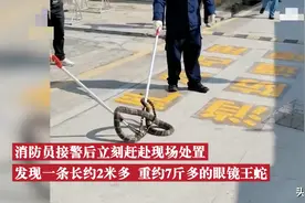 广东小区惊现2米长眼镜王蛇，会竖起喷毒！被咬伤该如何急救？图片