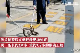 广东小区惊现2米长眼镜王蛇，会竖起喷毒！被咬伤该如何急救？图片