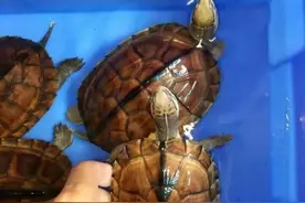 涤荡起伏的石金钱龟：曾经千元每斤供不应求，巅峰过后烂如白菜？图片