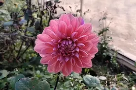 云花新品种来了图片