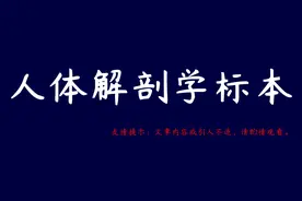 图示集‖人体解剖学标本图片