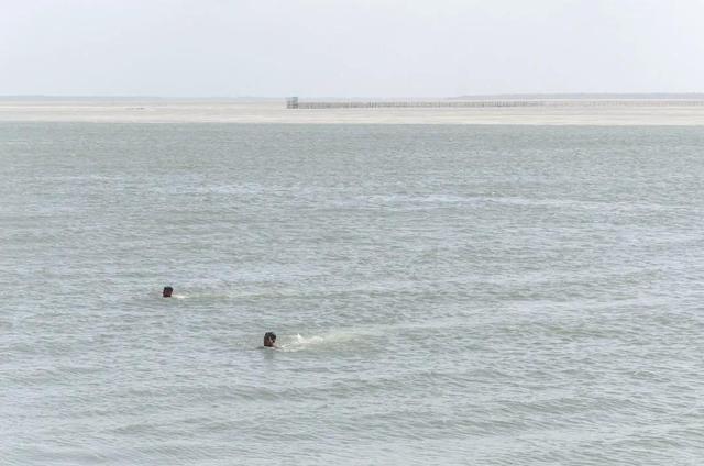 阴阳花胶香港多少钱一斤 花胶 阴阳胶