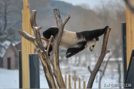 动物园有哪些？多数城市分3个动物园，但沈阳不一样它有4个图片