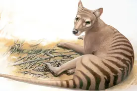 澳大利亚人杀光了国宝猛兽，如今却后悔莫及？最后一只被活活晒死图片