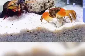 （视频）@太原人！现实而残酷的生物链！螃蟹遇螳螂虾自断钳子求生图片