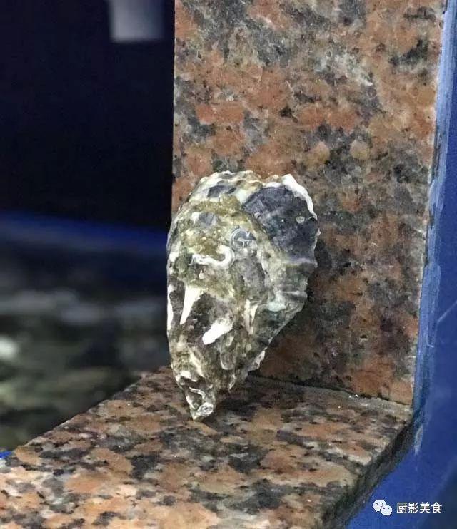 40头的花胶是几级 2025年花胶40头是什么意思?