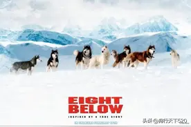 这十部有关忠犬的电影 值得一看 建议收藏图片