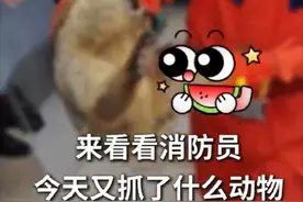 四川眉山：一居民家中闯入了一只“不速之客”，居民恐其伤人报警求助，抓捕时小家伙吓得“啊啊啊”直叫图片