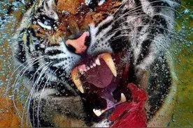 吃肉是为了生存图片