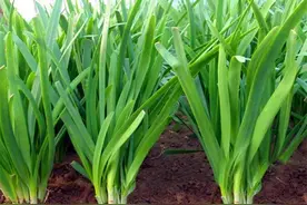 韭菜越长越弱？老农教你2个方法，韭菜长得粗壮又黑亮图片